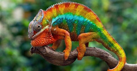 chameleon info.